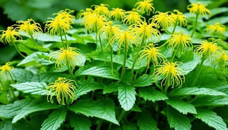 Goldenseal: An Effective Antifungal