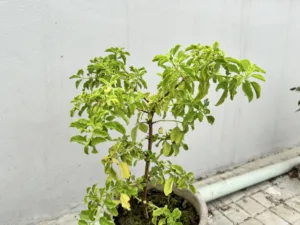 Potted stevia plant (Stevia rebaudiana) with bright green leaves, the source of stevia sweetener