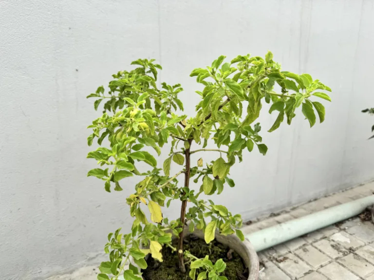 Potted stevia plant (Stevia rebaudiana) with bright green leaves, the source of stevia sweetener