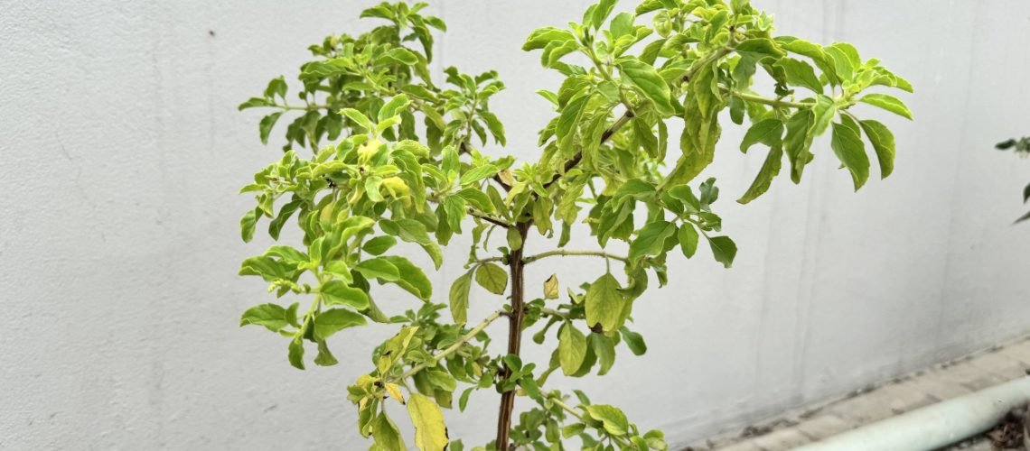 Potted stevia plant (Stevia rebaudiana) with bright green leaves, the source of stevia sweetener